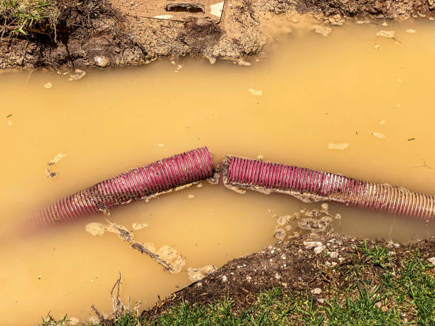 Best Mold removal after water damage  in Rosedale, LA